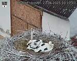 Capi_Dubne_20250623_101003.jpg