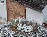 Capi_Dubne_20250623_101503.jpg