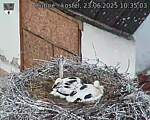 Capi_Dubne_20250623_103503.jpg