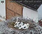 Capi_Dubne_20250623_104503.jpg