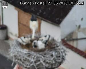 Capi_Dubne_20250623_105503.jpg (1350 x 1080)