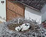 Capi_Dubne_20250623_113502.jpg