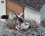 Capi_Dubne_20250623_114003.jpg