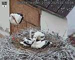 Capi_Dubne_20250623_115004.jpg
