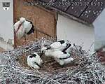 Capi_Dubne_20250623_120502.jpg