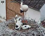 Capi_Dubne_20250623_122002.jpg