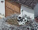 Capi_Dubne_20250623_125002.jpg