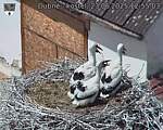 Capi_Dubne_20250623_125503.jpg