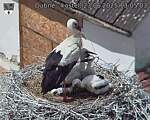 Capi_Dubne_20250623_130503.jpg