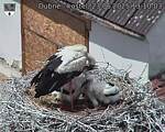 Capi_Dubne_20250623_131003.jpg