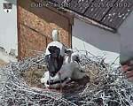 Capi_Dubne_20250623_133002.jpg