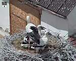 Capi_Dubne_20250623_133502.jpg