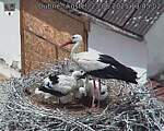 Capi_Dubne_20250623_134502.jpg