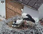 Capi_Dubne_20250623_135002.jpg