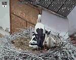 Capi_Dubne_20250623_140002.jpg