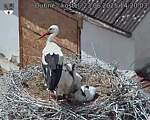 Capi_Dubne_20250623_142003.jpg