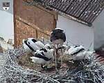 Capi_Dubne_20250623_143002.jpg