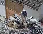 Capi_Dubne_20250623_143502.jpg