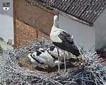 Capi_Dubne_20250623_144003.jpg