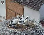 Capi_Dubne_20250623_144502.jpg