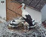 Capi_Dubne_20250623_145002.jpg