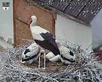 Capi_Dubne_20250623_145503.jpg