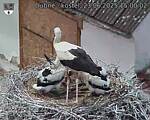 Capi_Dubne_20250623_150002.jpg
