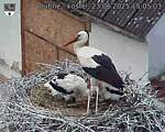Capi_Dubne_20250623_150503.jpg