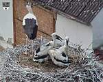 Capi_Dubne_20250623_151503.jpg