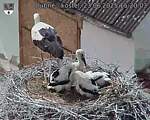 Capi_Dubne_20250623_152003.jpg