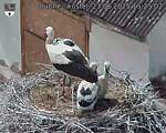Capi_Dubne_20250623_152502.jpg