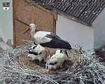 Capi_Dubne_20250623_153002.jpg