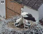Capi_Dubne_20250623_153502.jpg