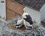 Capi_Dubne_20250623_154004.jpg