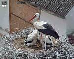 Capi_Dubne_20250623_154502.jpg