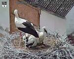 Capi_Dubne_20250623_160503.jpg