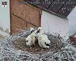 Capi_Dubne_20250623_162003.jpg