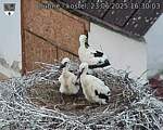 Capi_Dubne_20250623_163003.jpg