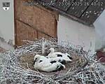 Capi_Dubne_20250623_164002.jpg