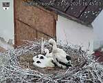 Capi_Dubne_20250623_164503.jpg