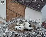 Capi_Dubne_20250623_165002.jpg