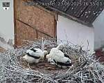 Capi_Dubne_20250623_165503.jpg