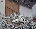 Capi_Dubne_20250623_170002.jpg