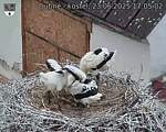 Capi_Dubne_20250623_170502.jpg