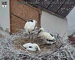 Capi_Dubne_20250623_172003.jpg