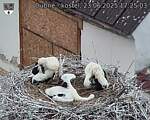 Capi_Dubne_20250623_172503.jpg