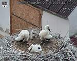 Capi_Dubne_20250623_175003.jpg
