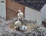 Capi_Dubne_20250623_175503.jpg