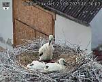 Capi_Dubne_20250623_183003.jpg