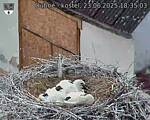 Capi_Dubne_20250623_183503.jpg